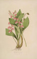 Sertum orchidaceum A crown of the most beautiful orchid flowers Pl09 - John Lindley — artwork view