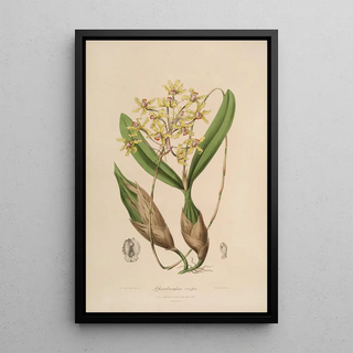 John Lindley - Sertum orchidaceum A wreath of the most beautiful orchidaceous flowers Pl10.webp
