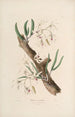 Sertum orchidaceum A crown of the most beautiful orchid flowers Pl11 - John Lindley — artwork view