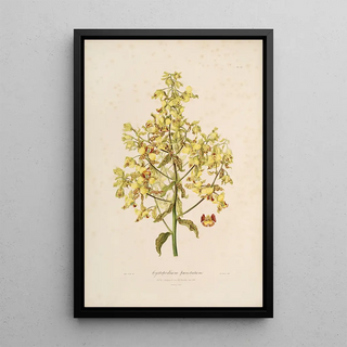 John Lindley - Sertum orchidaceum A wreath of the most beautiful orchidaceous flowers Pl12.webp