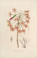 Sertum orchidaceum A crown of the most beautiful orchid flowers Pl13 - John Lindley — artwork view