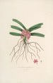 Sertum orchidaceum Una corona de las flores de orquídea más bellas Pl17 - John Lindley — vista de la obra