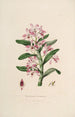 Sertum orchidaceum Una corona de las flores de orquídea más bellas Pl18 - John Lindley — vista de la obra