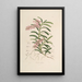 Sertum orchidaceum A crown of the most beautiful orchid flowers Pl19 - John Lindley — framed artwork on a wall