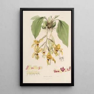 John Lindley - Sertum orchidaceum A wreath of the most beautiful orchidaceous flowers Pl20.webp