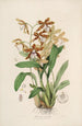 Sertum orchidaceum Una corona de las flores de orquídea más bellas Pl21 - John Lindley — vista de la obra