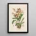 Sertum orchidaceum Una corona de las flores de orquídea más bellas Pl21 - John Lindley — cuadro enmarcado en la pared
