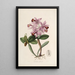 Sertum orchidaceum Una corona de las flores de orquídea más bellas Pl22 - John Lindley — cuadro enmarcado en la pared