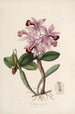 Sertum orchidaceum Una corona de las flores de orquídea más bellas Pl22 - John Lindley — vista de la obra