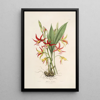 John Lindley - Sertum orchidaceum A wreath of the most beautiful orchidaceous flowers Pl23.webp