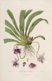 Sertum orchidaceum Una corona de las flores de orquídea más bellas Pl26 - John Lindley — vista de la obra