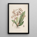 Sertum orchidaceum Una corona de las flores de orquídea más bellas Pl27 - John Lindley — cuadro enmarcado en la pared