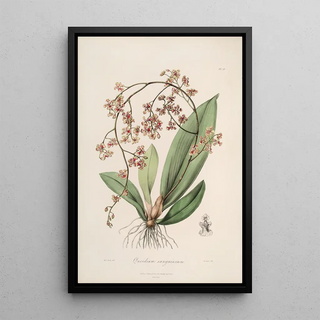 John Lindley - Sertum orchidaceum A wreath of the most beautiful orchidaceous flowers Pl27.webp