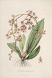 Sertum orchidaceum Una corona de las flores de orquídea más bellas Pl27 - John Lindley — vista de la obra