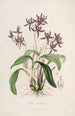 Sertum orchidaceum Una corona de las flores de orquídea más bellas Pl28 - John Lindley — vista de la obra