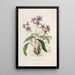 Sertum orchidaceum Una corona de las flores de orquídea más bellas Pl28 - John Lindley — cuadro enmarcado en la pared