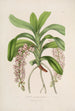 Sertum orchidaceum Una corona de las flores de orquídea más bellas Pl30 - John Lindley — vista de la obra