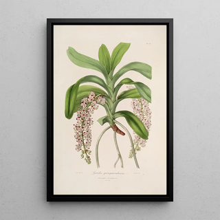 John Lindley - Sertum orchidaceum A wreath of the most beautiful orchidaceous flowers Pl30.webp