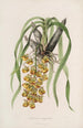 Sertum orchidaceum Una corona de las flores de orquídea más bellas Pl31 - John Lindley — vista de la obra