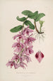 Sertum orchidaceum Una corona de las flores de orquídea más bellas Pl35 - John Lindley — vista de la obra