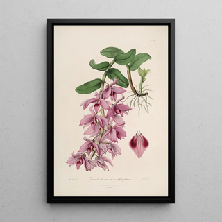 John Lindley - Sertum orchidaceum A wreath of the most beautiful orchidaceous flowers Pl35.webp