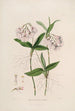 Sertum orchidaceum A crown of the most beautiful orchid flowers Pl36 - John Lindley — artwork view