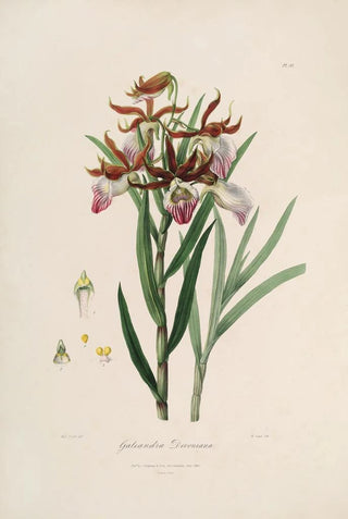 John Lindley - Sertum orchidaceum A wreath of the most beautiful orchidaceous flowers Pl37.webp