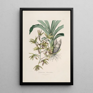 John Lindley - Sertum orchidaceum A wreath of the most beautiful orchidaceous flowers Pl38.webp