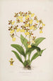 Sertum orchidaceum Una corona de las flores de orquídea más bellas Pl39 - John Lindley — vista de la obra