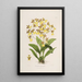 Sertum orchidaceum Una corona de las flores de orquídea más bellas Pl39 - John Lindley — cuadro enmarcado en la pared