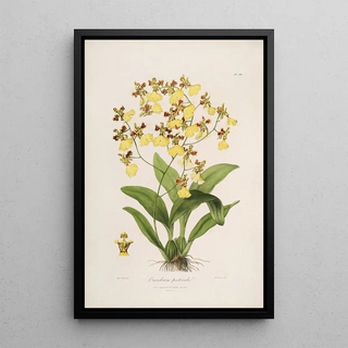 John Lindley - Sertum orchidaceum A wreath of the most beautiful orchidaceous flowers Pl39.webp