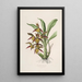 Sertum orchidaceum A crown of the most beautiful orchid flowers Pl41 - John Lindley — framed artwork on a wall