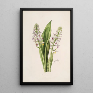 John Lindley - Sertum orchidaceum A wreath of the most beautiful orchidaceous flowers Pl42.webp