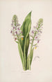 Sertum orchidaceum A crown of the most beautiful orchid flowers Pl42 - John Lindley — artwork view