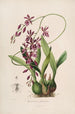 Sertum orchidaceum Una corona de las flores de orquídea más bellas Pl46 - John Lindley — vista de la obra