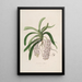 Sertum orchidaceum A crown of the most beautiful orchid flowers Pl47 - John Lindley — framed artwork on a wall