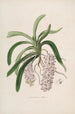 Sertum orchidaceum A crown of the most beautiful orchid flowers Pl47 - John Lindley — artwork view