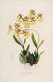 Sertum orchidaceum Una corona de las flores de orquídea más bellas Pl48 - John Lindley — vista de la obra