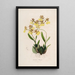 Sertum orchidaceum Una corona de las flores de orquídea más bellas Pl48 - John Lindley — cuadro enmarcado en la pared
