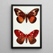 Mariposas de noche - John Merton Aldrich — cuadro enmarcado en la pared