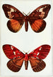 Mariposas de noche - John Merton Aldrich — vista de la obra