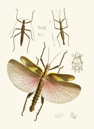 John Obadiah Westwood - The cabinet of oriental entomology Pl VIII.webp