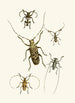 El gabinete de entomología oriental Pl VI - John Obadiah Westwood — vista de la obra