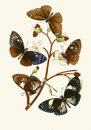 John Obadiah Westwood - The cabinet of oriental entomology Pl X.webp