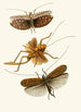 El gabinete de entomología oriental Pl XVII - John Obadiah Westwood — vista de la obra
