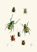 El gabinete de entomología oriental Pl XVIII - John Obadiah Westwood — vista de la obra