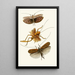 El gabinete de entomología oriental Pl XVII - John Obadiah Westwood — cuadro enmarcado en la pared