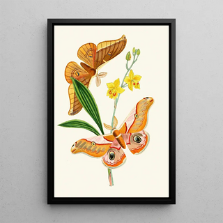 John Obadiah Westwood - The cabinet of oriental entomology Pl XXI.webp