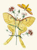 The Oriental Entomology Cabinet Pl XXIII - John Obadiah Westwood — artwork view