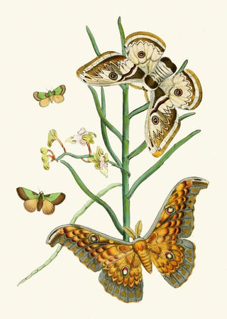 John Obadiah Westwood - The cabinet of oriental entomology Pl XXV.webp